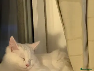 Turkish Angora cats Kitten for sale - Advert 6