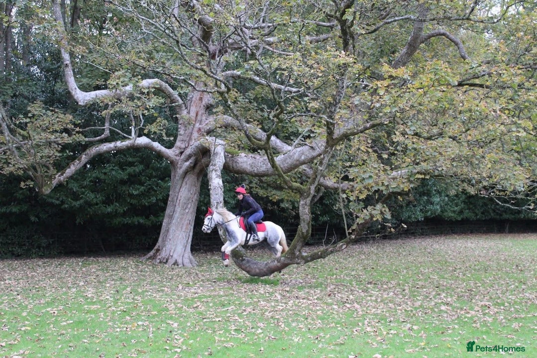 Other Breed horses for sale: ☀️April☀️13.1hh, rising 6 year old for sale! - Advert 2