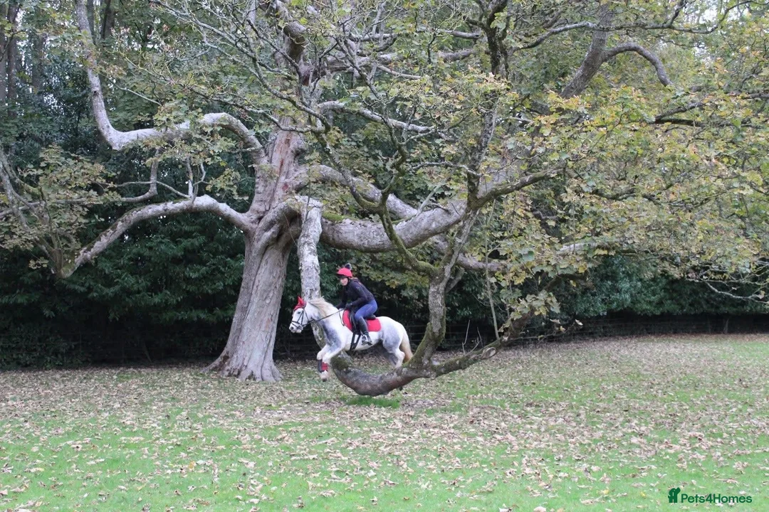 Other Breed horses for sale: ☀️April☀️13.1hh, rising 6 year old for sale! - Advert 2