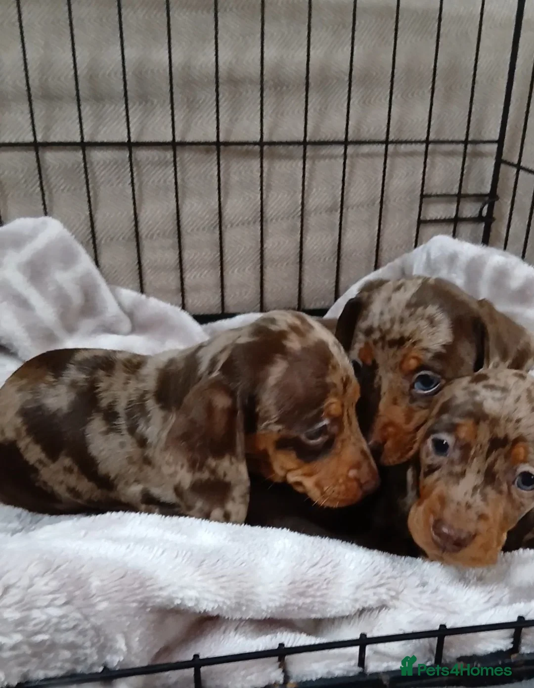 Miniature Dachshund dogs for sale: PRA, STUNNING MINIE'S READY NOW  - Advert 28