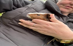 Guinea Pig rodents for sale: Baby Guinea Pigs ready now - Image 27