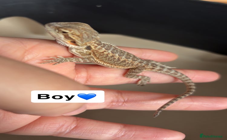 Bearded Dragon reptiles - Advert 11