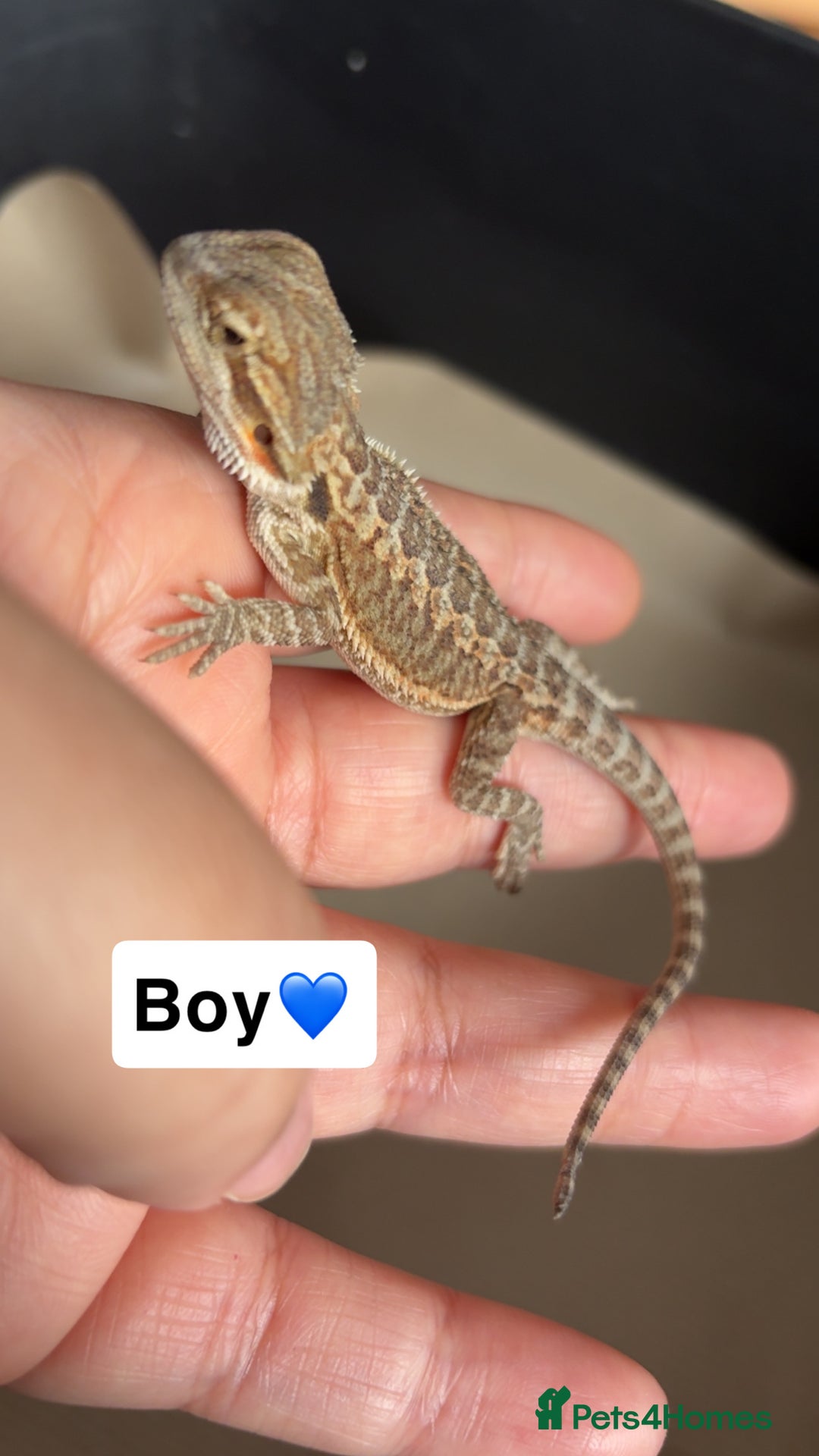 Bearded Dragon reptiles for sale: Baby bearded dragons  - Image 1
