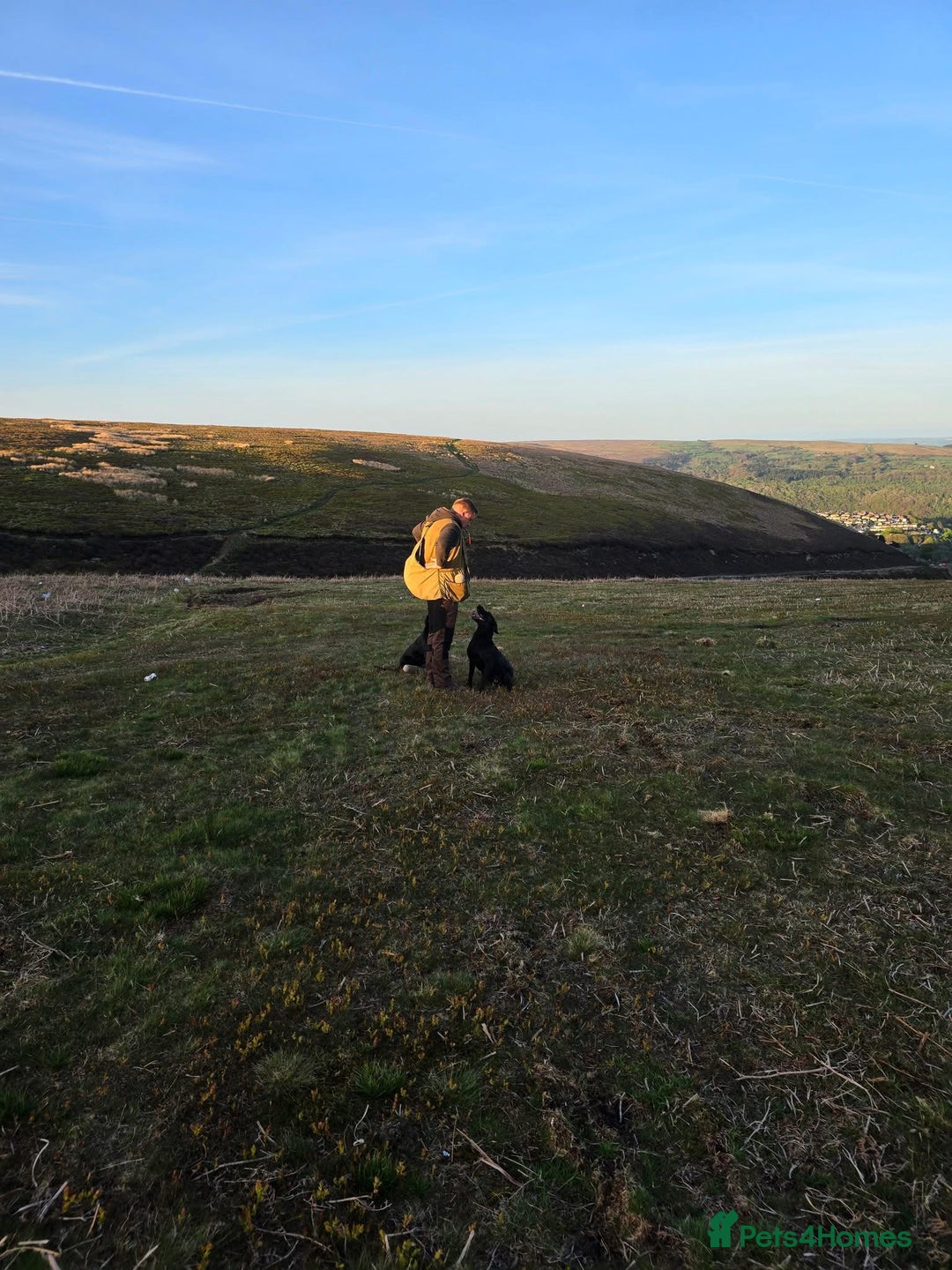 Labrador Retriever dogs for sale: KC Working Labrador Bitch - Advert 15