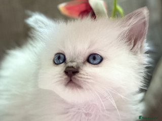 Ragdoll cats 🎀GCCF Heart-Melting Babies🦋 - Advert 6