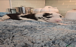 Great Dane dogs for sale: Kc & Beautiful Litter of Chunky Great Dane Puppies - Advert 12