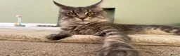 Maine Coon cats for sale: World Champion lineage TICA kittens - Advert 6