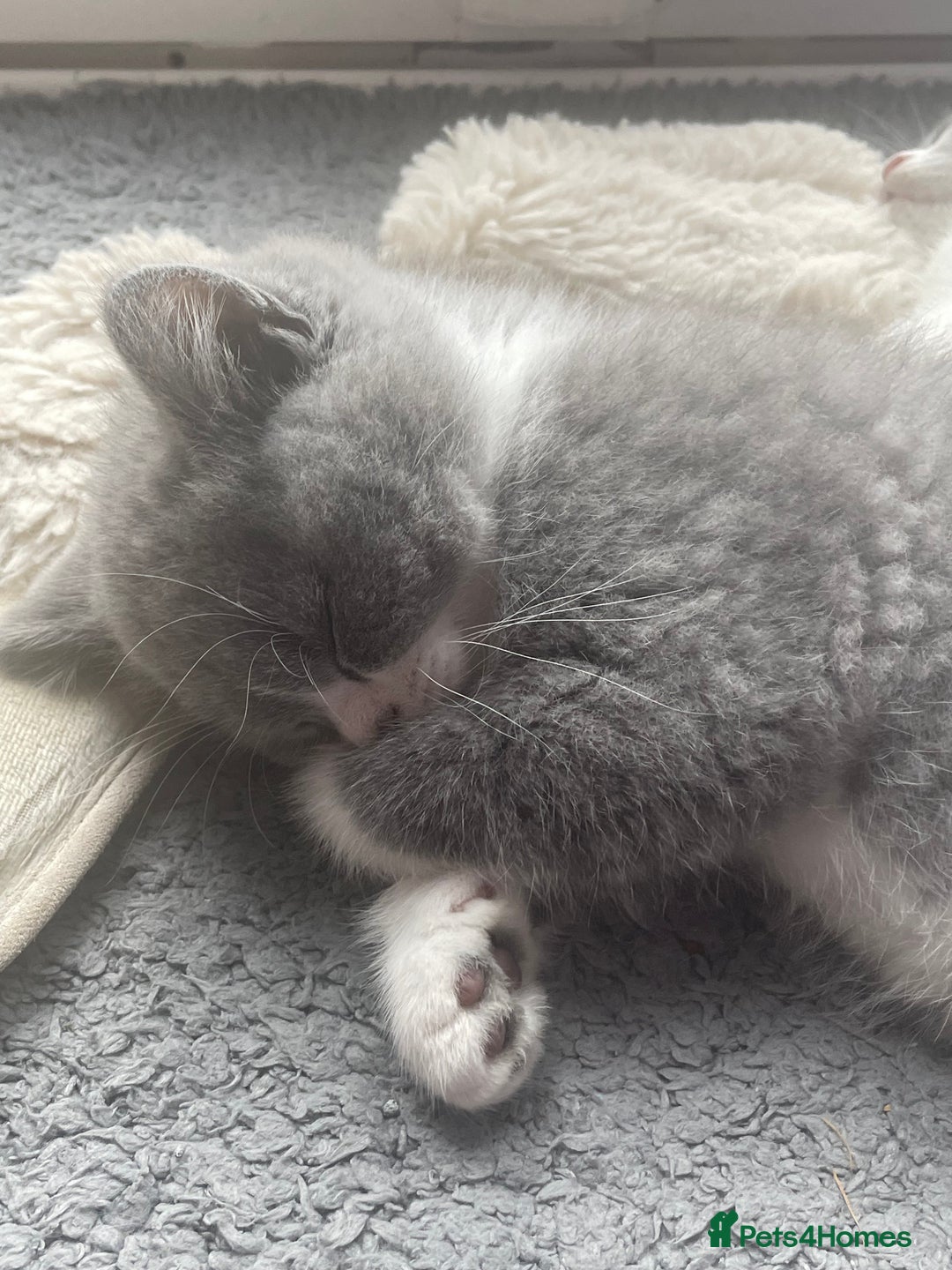 British Shorthair cats for sale: GCCF British shorthair - Image 5