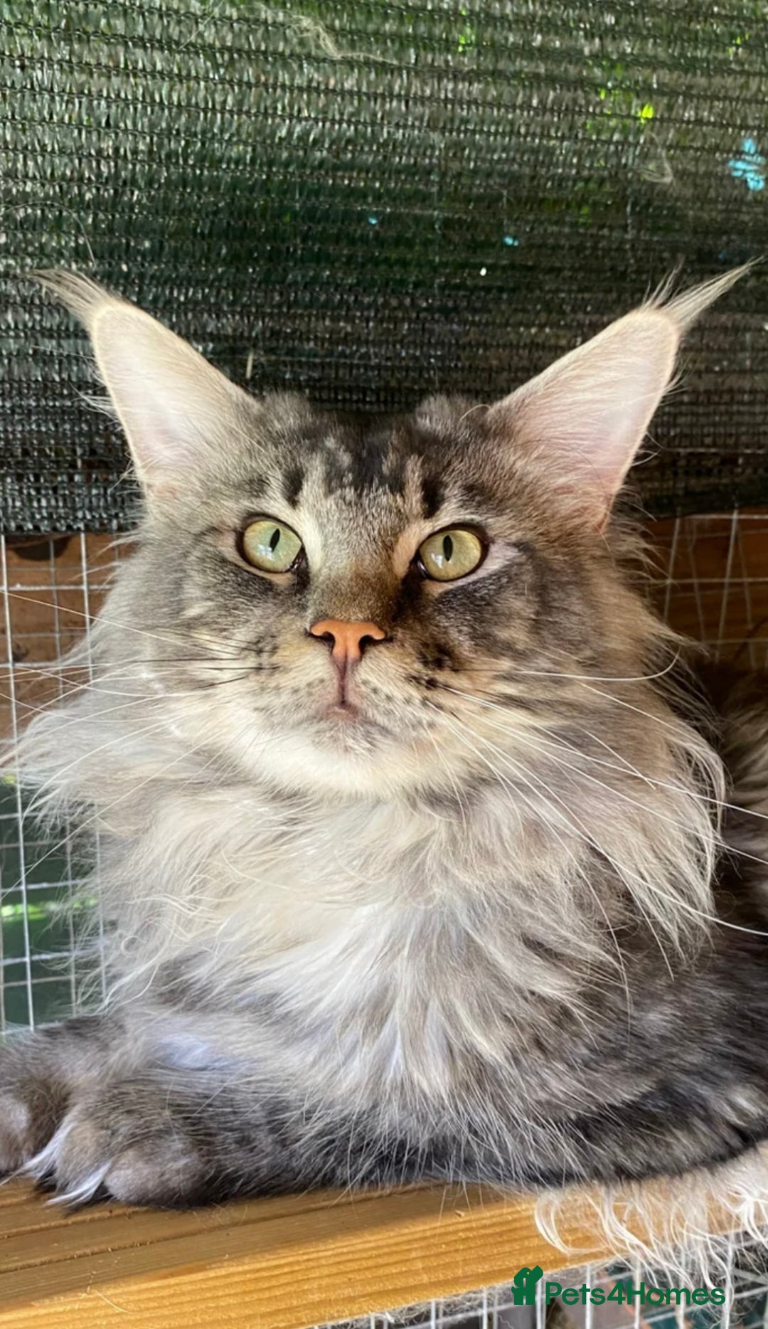 Maine Coon cats for sale: Maine Coon kittens polydactyl/non polydactyl  - Advert 5