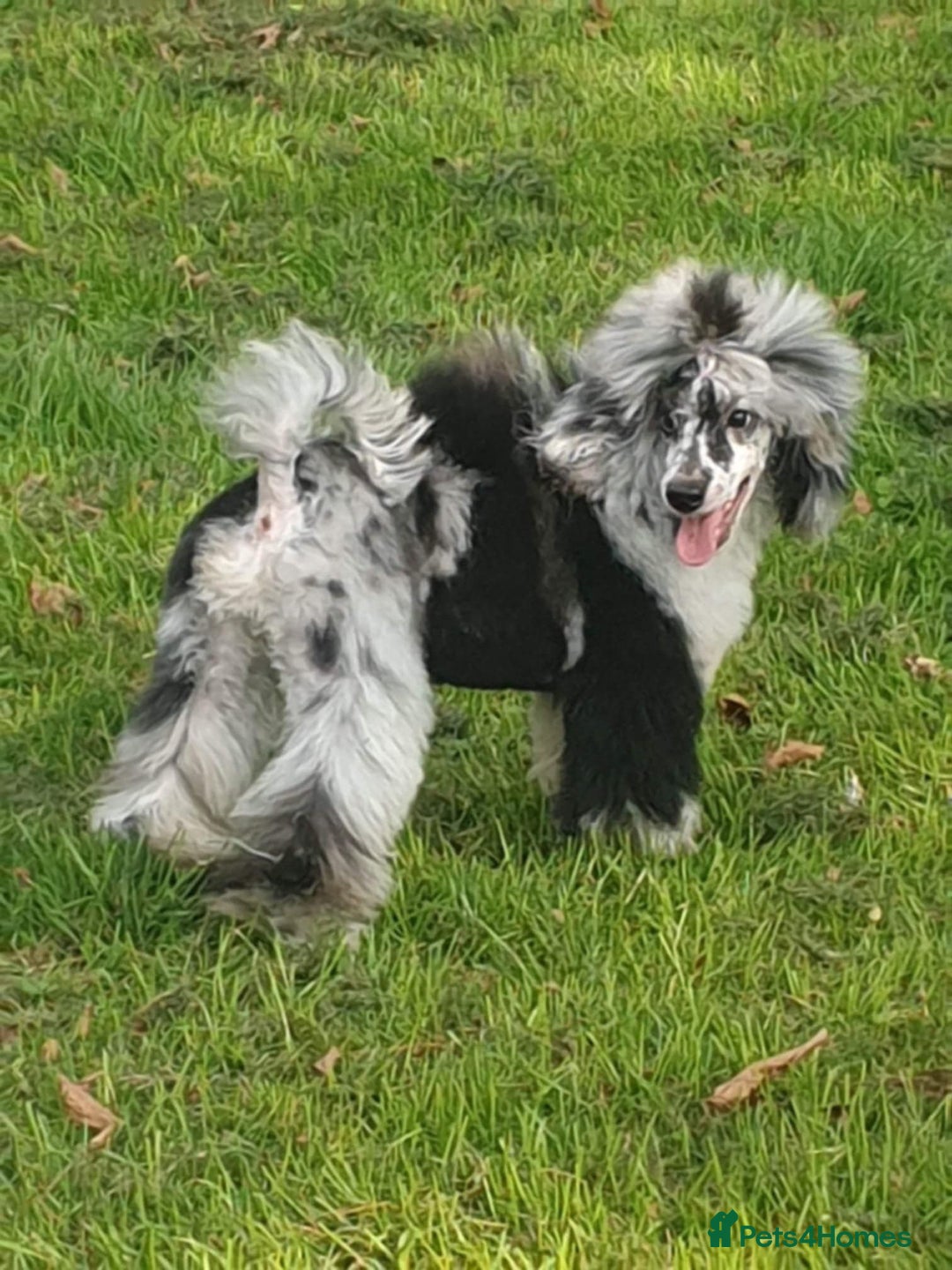 Poochon dogs for sale: F1 sable / sable merle poochons - Image 8