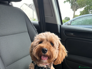 Cavapoo dogs Beautiful F1b Cavapoo Puppies – Ready Mid February - Advert 1