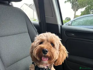 Cavapoo dogs Beautiful F1b Cavapoo Puppies – Ready Mid February - Advert 7