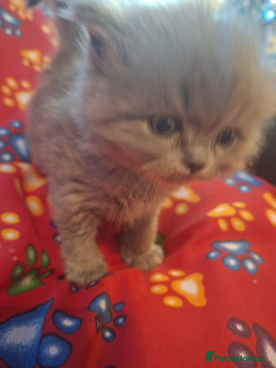 British Shorthair cats for sale: Beautiful short hair and long hair British kittens - Advert 4
