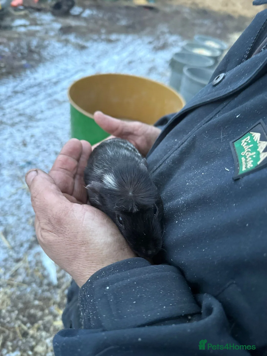 Guinea Pig rodents for sale: 20 guinea pigs for sale  - Advert 21