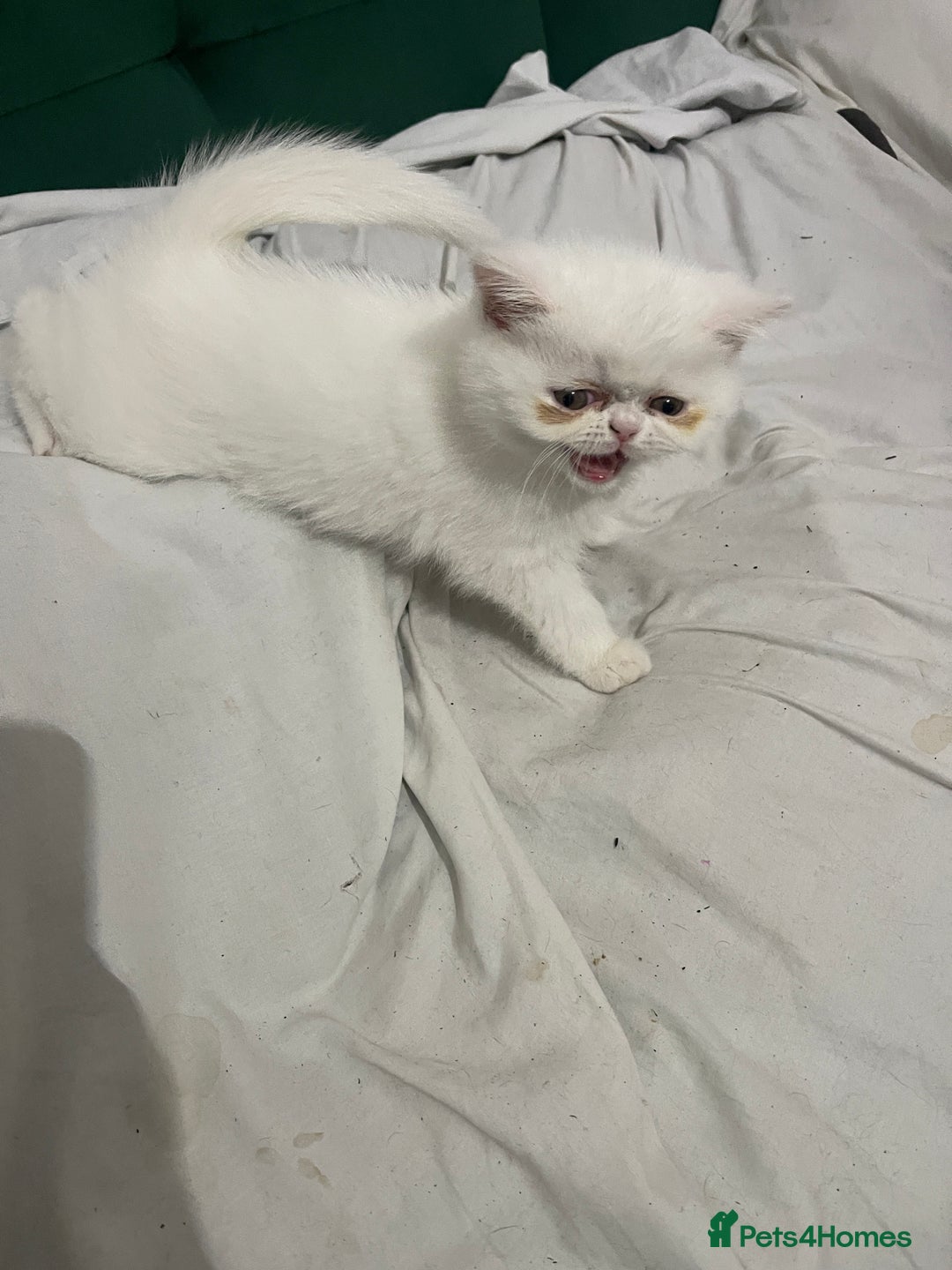 Persian cats for sale: Persian super  **  kittens  - Advert 2