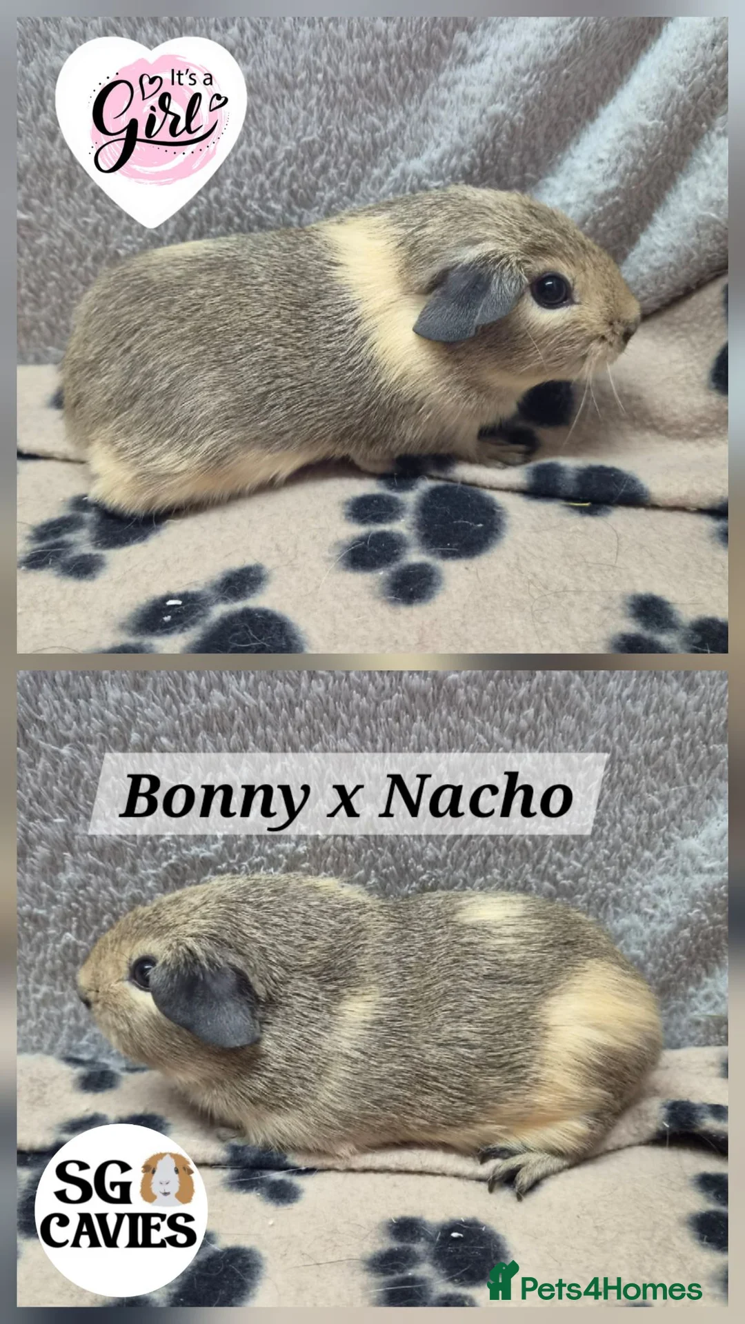 Guinea Pig rodents for sale: Beautiful baby guinea pigs for sale  - Advert 8