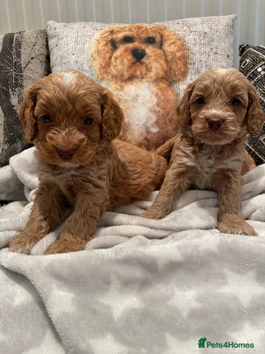 Gallery Image {{count}}