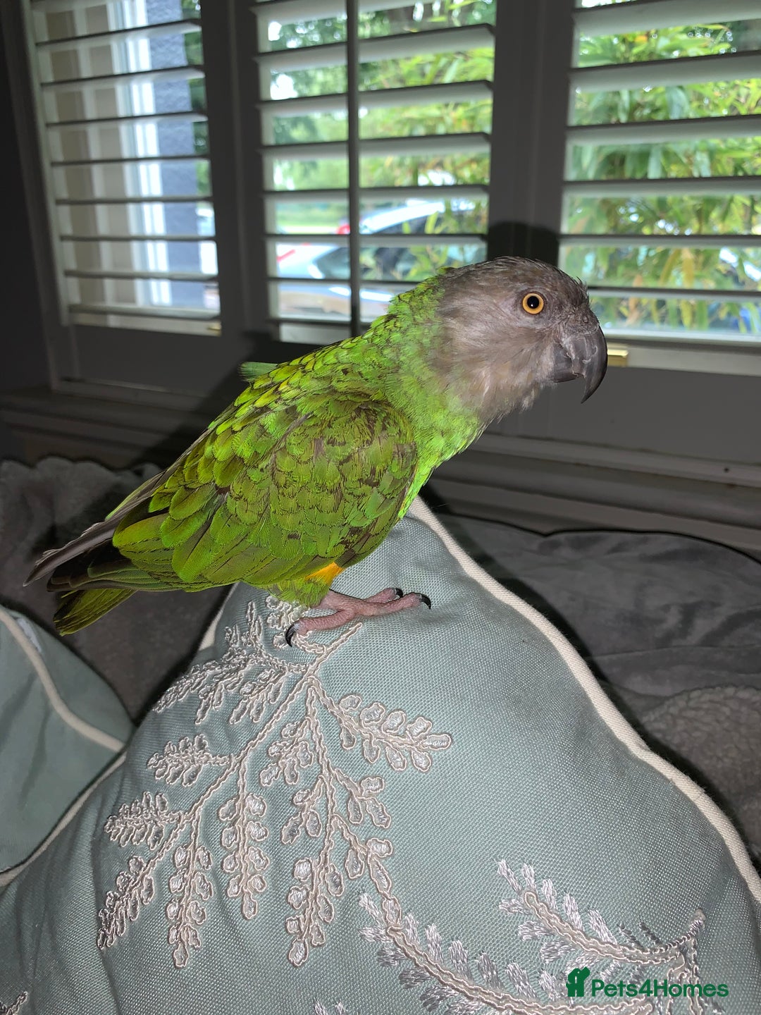 Parrots birds for sale: Beautiful female Senegal parrot for sale - Image 7