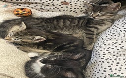 British Shorthair cats for sale: Beautiful kittens  - Image 2