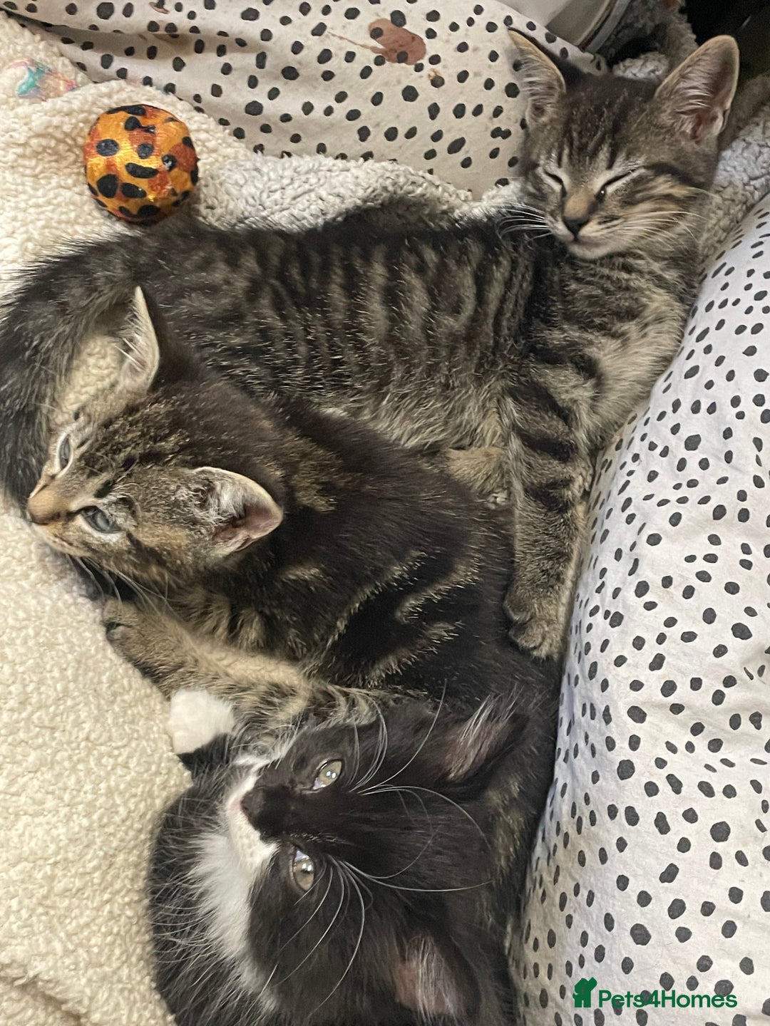 British Shorthair cats for sale: Beautiful kittens  - Image 2