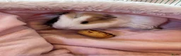 Guinea Pig rodents for sale: 2 Female Guinea Pigs  - Advert 7
