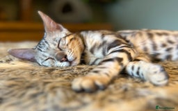 Bengal cats for sale: Beautiful Bengal Kittens Ready for Forever Homes - Image 9