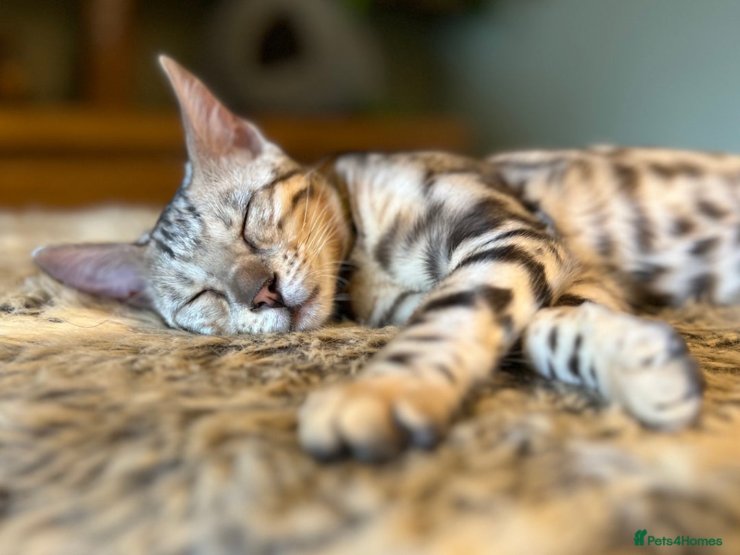 Bengal cats for sale: Beautiful Bengal Kittens Ready for Forever Homes - Image 9