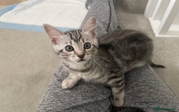 Bengal cats for sale: Adorable kittens looking for their forever homes  - Image 1