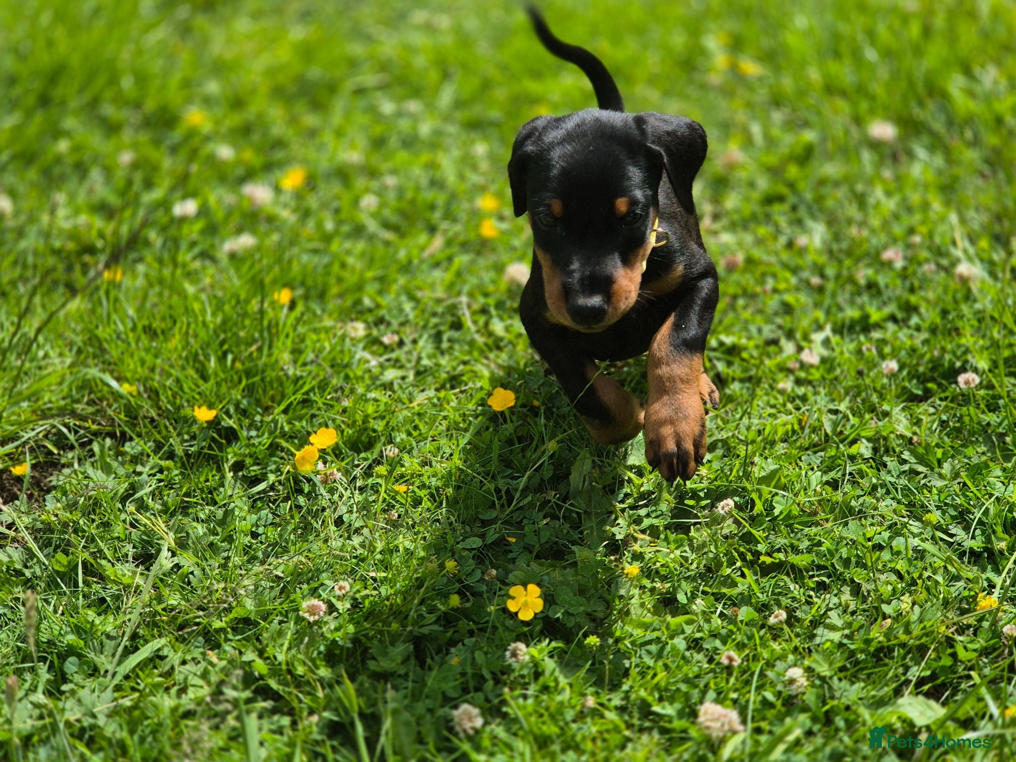Dobermann dogs ⭐️⭐️⭐️⭐️⭐️ KC Reg European Dobermann puppies.  - Advert 4
