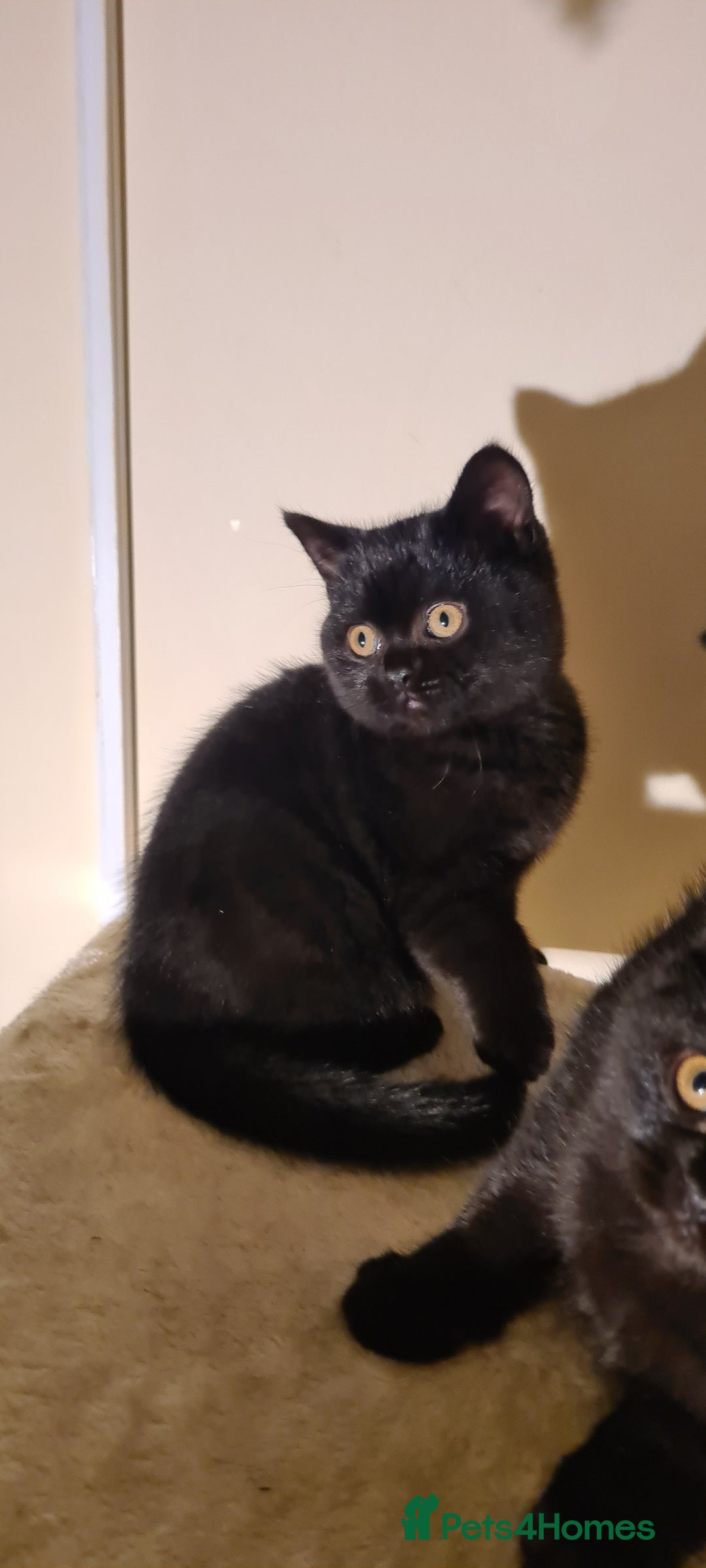 British Shorthair cats for sale: British shorthair black and blue kittens - Advert 30