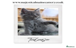 Maine Coon cats for sale: TICA registered, Blue Solid Maine Coon kittens - Image 5
