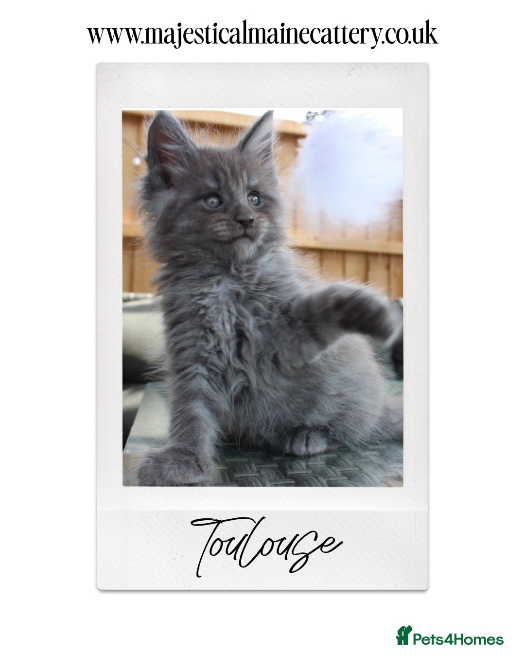 Maine Coon cats for sale: TICA registered, Blue Solid Maine Coon kittens - Image 5