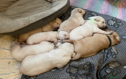 Labrador Retriever dogs for sale: Labrador puppies 5 gen pedigree health tested - Image 31