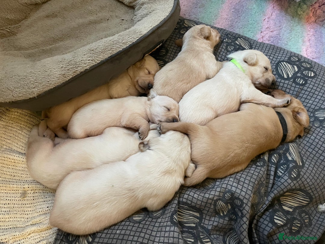 Labrador Retriever dogs for sale: Labrador puppies 5 gen pedigree health tested - Image 31