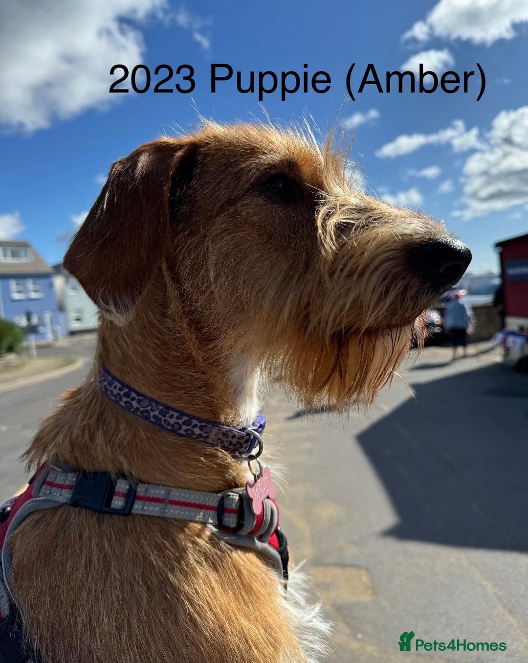 Mixed Breed dogs for sale: lurcher x Vizsla  - Image 13