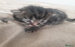 Mixed Breed cats for sale: Mixed breed kittens  - Image 1