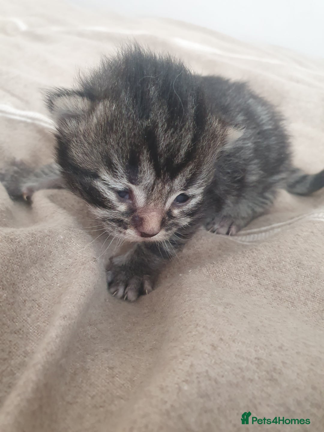Mixed Breed cats for sale: Mixed breed kittens  - Image 1