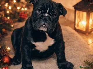 English Bulldog dogs Miss Oya - Advert 13