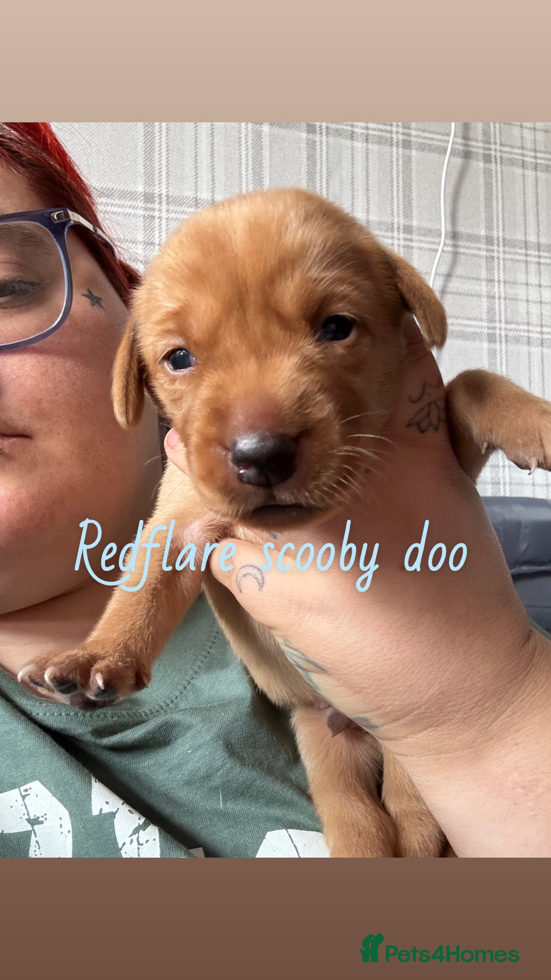 Labrador Retriever dogs for sale: Girl & Boy beautiful lab pups With paperwork  - Image 22