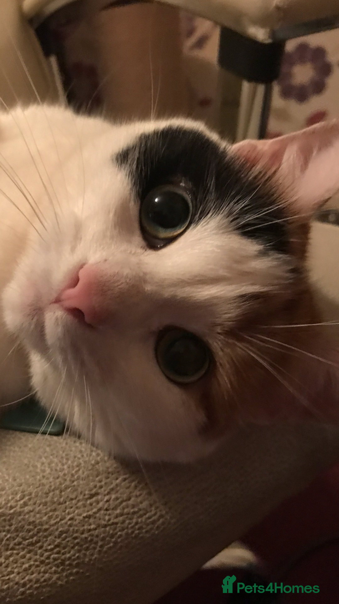 Mixed Breed cats for sale: Beautiful Calico Female Cat - Image 3