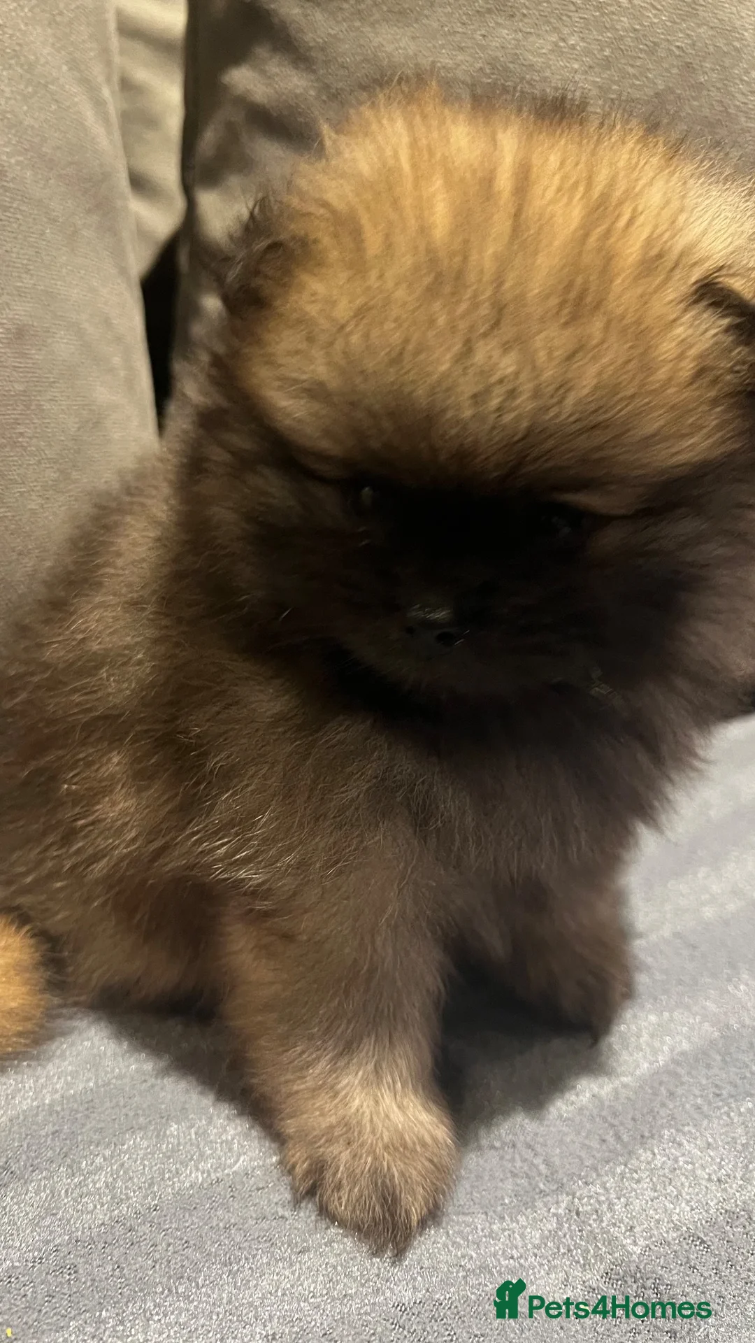 Pomeranian dogs for sale: Beautiful Pomeranian puppies - Advert 2