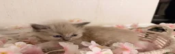 Ragdoll cats for sale: 10 Stunning Ragdoll Kittens available 🐾 in Henfield - Advert 6