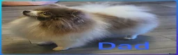 Pomeranian dogs for sale: 3 KC POMERANIAN’S AVAILABLE  in Sheffield - Advert 5