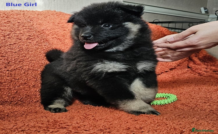 Eurasier dogs in Northampton - Advert 1