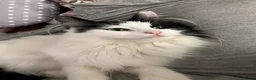 British Longhair cats for sale: Beautiful long haired female cat for sale - Advert 5