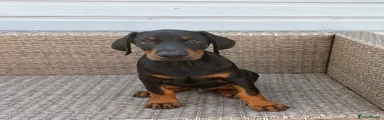 Dobermann 2
