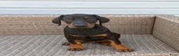 Dobermann dogs for sale: Champion and working lines KC Doberman litter - Advert 27