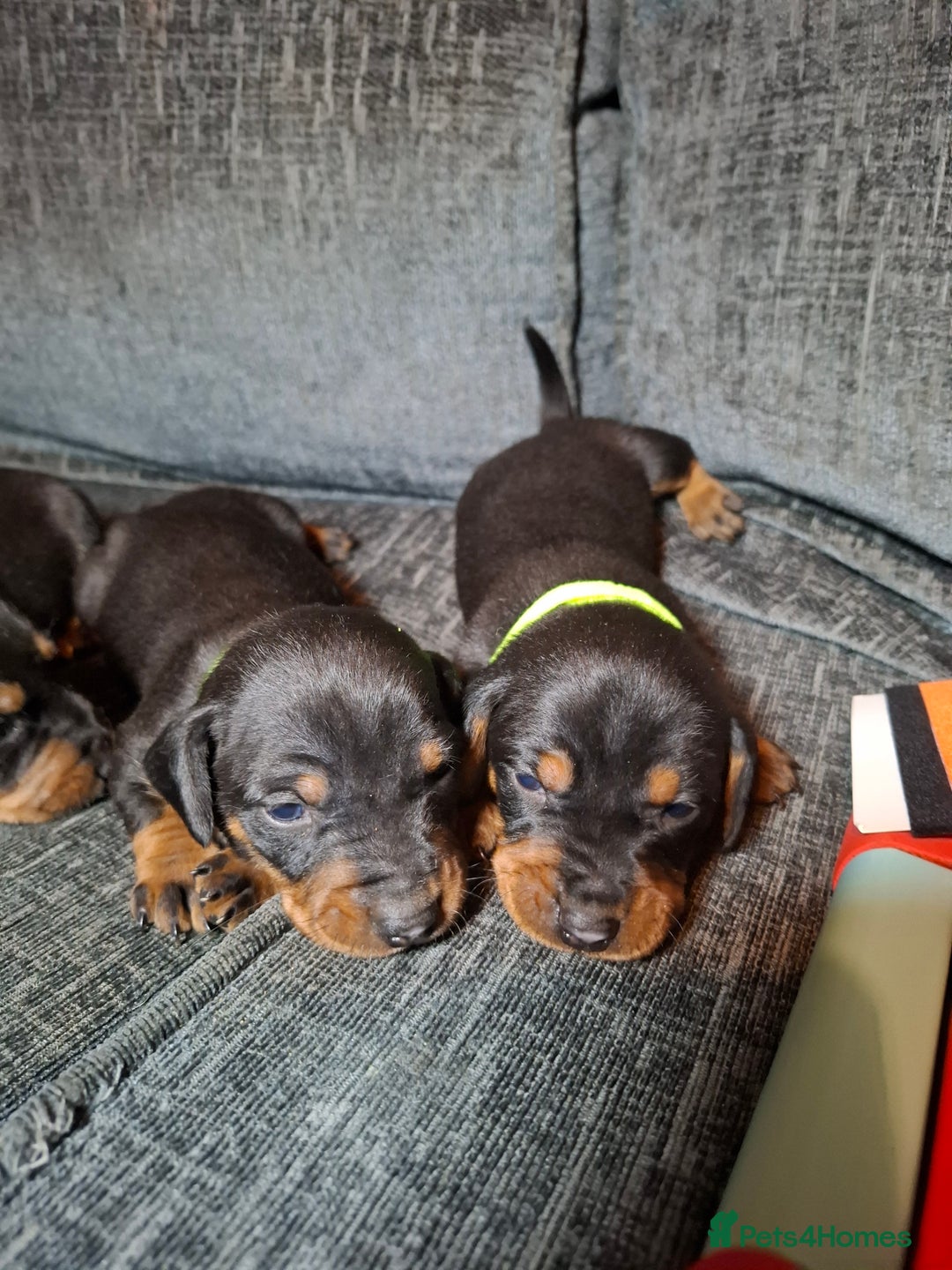 Mixed Breed dogs for sale: Dachshund/Jack Russell - Advert 7