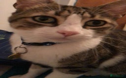 Mixed Breed cats for sale: Seamus - very sweet loving 4 year old cat - Image 5
