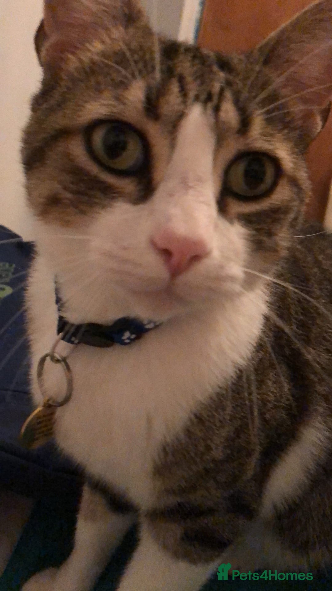 Mixed Breed cats for sale: Seamus - very sweet loving 4 year old cat - Image 5